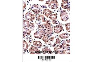 MAGOH Antibody immunohistochemistry analysis in formalin fixed and paraffin embedded human stomach tissue followed by peroxidase conjugation of the secondary antibody and DAB staining.