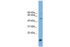 WB Suggested Anti-ATG4C Antibody Titration: 0.