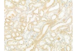 ABIN6262951 and ABIN6273261 at 1/100 staining human normal kidney tissue by IHC-P. (LETM1 anticorps  (Internal Region))