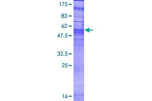 Oxoglutarate (Alpha-Ketoglutarate) Receptor 1 (OXGR1) (AA 1-337) protein (GST tag)