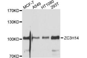 Western blot analysis of extracts of various cell lines, using ZC3H14 antibody. (ZC3H14 anticorps  (AA 1-306))