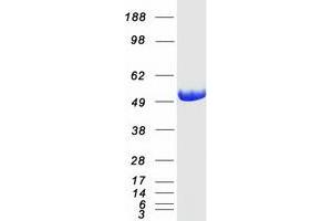 Adenylosuccinate Lyase (ADSL) (Transcript Variant 1) protein (Myc-DYKDDDDK Tag)