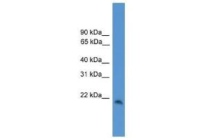 CBLN1 antibody used at 0. (CBLN1 anticorps  (C-Term))