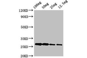 Western Blot Positive WB detected in Recombinant protein All lanes: albA antibody at 3. (AlbA (AA 1-93) anticorps)