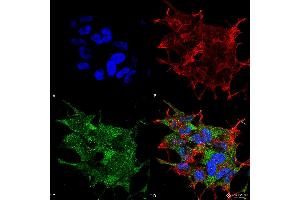Immunocytochemistry/Immunofluorescence analysis using Rabbit Anti-Beclin 1 Polyclonal Antibody . (Beclin 1 anticorps  (C-Term) (PerCP))