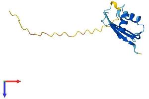 AlphaFold protein structure predicition of Mouse Recombinant Bola3 Protein, UniprotID Q8CEI1