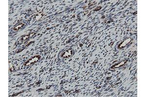 Image no. 7 for anti-Mitochondrial Intermediate Peptidase (MIPEP) (AA 174-516) antibody (ABIN1491015)