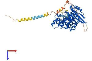 AlphaFold protein structure predicition of Human Recombinant XXYLT1 Protein, UniprotID Q8NBI6