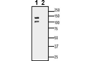1. (Cadherin 13 anticorps  (Extracellular, N-Term))
