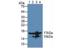Figure. (HMGN2 anticorps  (AA 2-81))