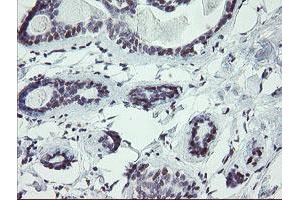 Image no. 1 for anti-U-Box Domain Containing 5 (UBOX5) (AA 1-130), (AA 419-487) antibody (ABIN1490573)