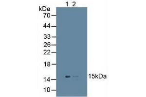 Figure. (UBD anticorps  (AA 1-165))