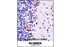 Mouse Mlk4 Antibody immunohistochemistry analysis in formalin fixed and paraffin embedded mouse cerebellum tissue followed by peroxidase conjugation of the secondary antibody and DAB staining.