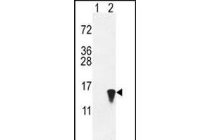 Western blot analysis of ISG15 (arrow) using rabbit polyclonal hISG15-A46 (ABIN387983 and ABIN2844984). (ISG15 anticorps  (N-Term))