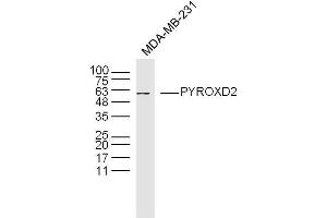 MDA-MB-231 lysates probed with PYROXD2 Polyclonal Antibody, Unconjugated  at 1:300 dilution and 4˚C overnight incubation. (PYROXD2 anticorps  (AA 301-400))