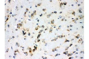 Anti- Peroxiredoxin 4 Picoband antibody, IHC(P) IHC(P): Rat Brain Tissue (Peroxiredoxin 4 anticorps  (C-Term))
