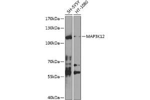 Western blot analysis of extracts of various cell lines, using MK12 antibody (ABIN6130534, ABIN6143493, ABIN6143494 and ABIN6224533) at 1:1000 dilution. (MAP3K12 anticorps  (AA 1-210))