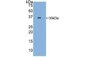 Detection of Recombinant TF, Rabbit using Polyclonal Antibody to Tissue Factor (TF) (Tissue factor anticorps  (AA 33-292))
