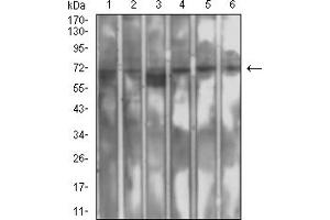 Western blot analysis using SETD7 mouse mAb against MCF-7 (1), Hela (2), A549 (3), COS7 (4), Jurkat (5), and PC-12 (6) cell lysate.