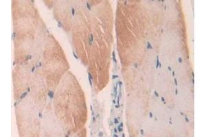 Detection of LGMN in Mouse Skeletal muscle Tissue using Polyclonal Antibody to Legumain (LGMN) (LGMN anticorps  (AA 18-435))