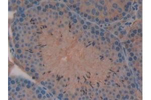 Detection of MIB2 in Mouse Testis Tissue using Polyclonal Antibody to Mindbomb Homolog 2 (MIB2)