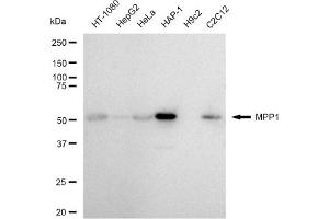 Western blotting analysis using MPP1 antibody (ABIN7799369).