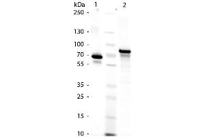 SDS-PAGE (SDS) image for Transferrin (TF) protein (ABIN964544)
