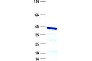 Validation with Western Blot (Pleiotrophin Protein (PTN) (GST tag,His tag))