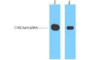 Western Blotting (WB) image for anti-Myc Tag antibody (ABIN3181075) (Myc Tag anticorps)