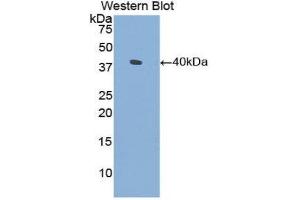 Western Blotting (WB) image for anti-Surfactant Protein A1 (SFTPA1) (AA 21-248) antibody (ABIN1860602) (Surfactant Protein A1 anticorps  (AA 21-248))