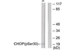 Western blot analysis of extracts from Jurkat cells treated with PMA 125ng/ml 30', using CHOP (Phospho-Ser30) Antibody. (DDIT3 anticorps  (pSer30))