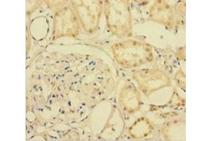 Immunohistochemistry of paraffin-embedded human kidney tissue using ABIN7167514 at dilution of 1:100 (PTPRR anticorps  (AA 1-412))