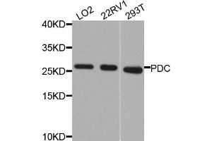 Western blot analysis of extracts of various cell lines, using PDC antibody. (Phosducin anticorps)