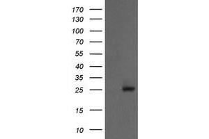 Image no. 1 for anti-Proteasome Subunit alpha 2 (PSMA2) (AA 50-234) antibody (ABIN1491568) (PSMA2 anticorps  (AA 50-234))