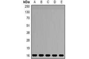 Western blot analysis of NDUFB5 expression in HepG2 (A), SW480 (B), mouse liver (C), mouse brain (D), rat kidney (E) whole cell lysates.