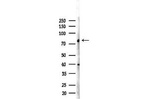 Western blot analysis of lysates from RAW264. (SLCO4A1 anticorps)