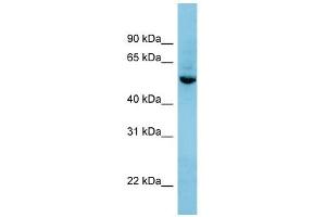 SHB antibody used at 1 ug/ml to detect target protein. (SHB anticorps  (N-Term))