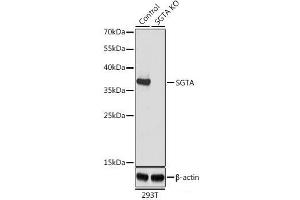 Western blot analysis of extracts from normal (control) and SGTA knockout (KO) 293T cells using SGTA Polyclonal Antibody at dilution of 1:1000. (SGTA anticorps)