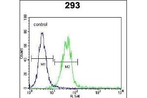 CLEC11A Antibody (Center) (ABIN655039 and ABIN2844670) flow cytometric analysis of 293 cells (right histogram) compared to a negative control cell (left histogram). (CLEC11A anticorps  (AA 145-174))