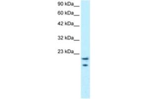 Western Blotting (WB) image for anti-C-Myc Binding Protein (MYCBP) antibody (ABIN2460298) (MYCBP anticorps)