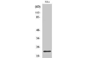 Western Blotting (WB) image for anti-Immunoglobulin lambda-Like Polypeptide 1 (IGLL1) (N-Term) antibody (ABIN3183743) (IGLL1 anticorps  (N-Term))