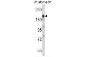 EGF Antibody (Center) western blot analysis in mouse stomach tissue lysates (35µg/lane). (EGF anticorps  (Middle Region))