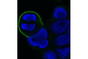 Image no. 1 for anti-Mitotic Cells antibody (ABIN335393) (Mitotic Cells anticorps)