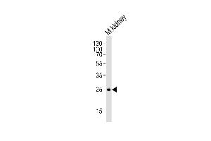 Western blot analysis of mouse kidney tissue lysate, using SNAI1 Antibody (N-term R8) (ABIN388812 and ABIN2839130). (SNAIL anticorps  (N-Term))