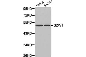 Western Blotting (WB) image for anti-Basic Leucine Zipper and W2 Domains 1 (BZW1) antibody (ABIN1875479) (BZW1 anticorps)