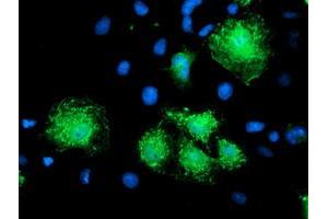 Anti-KATNB1 mouse monoclonal antibody (ABIN2455205) immunofluorescent staining of COS7 cells transiently transfected by pCMV6-ENTRY KATNB1 (RC201852). (KATNB1 anticorps)