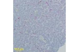 Image no. 2 for anti-West Nile Virus (WNV) (AA 73-86) antibody (ABIN199990) (West Nile Virus anticorps  (AA 73-86))