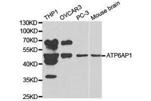 Western Blotting (WB) image for anti-ATPase, H+ Transporting, Lysosomal Accessory Protein 1 (ATP6AP1) antibody (ABIN1871166) (ATP6AP1 anticorps)