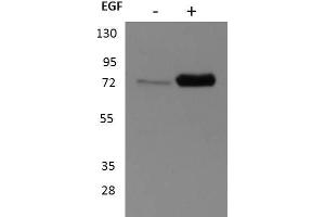 Western Blot of Rabbit anti-p90 RSK1 antibody. (RPS6KA1 anticorps  (C-Term))