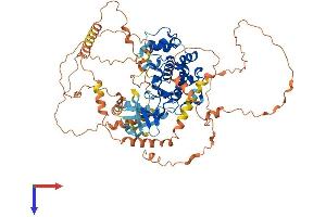 AlphaFold protein structure predicition of Mouse Recombinant Mapk6 Protein, UniprotID Q61532